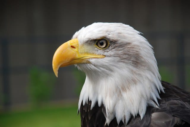 Wildlife photographer Liverpool, bald eagle portrait by Yellow